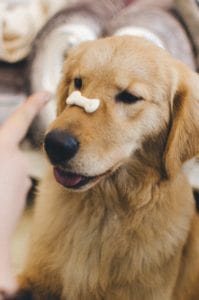 A golden retriever with a bone on his nose