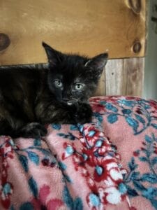 A black little kitten sitting on a pink blanket
