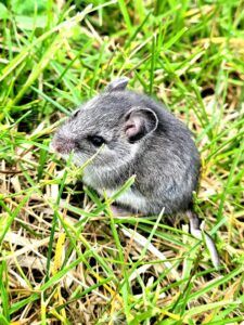 A gray field mouse sitting in green grass