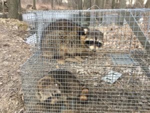 Two raccoons caught in wire traps