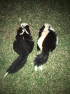 a set of two skunks laying in the grass
