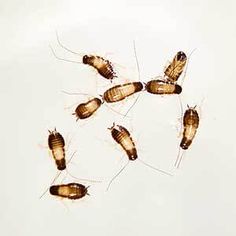 A pictures of a group of baby cockroaches