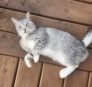 A gray cat with dark stripes on a deck