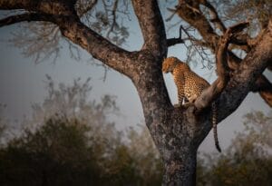 A cheetah sitting in a tree in Africa