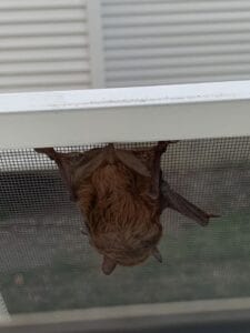 A bat hanging from a plastic soffit piece