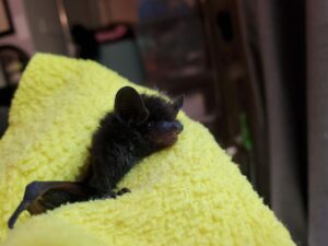 A small bat cuddled up in a yellow blanket