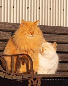 A large orange cat and a smaller cream colored cat