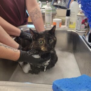 A black cat in a sink getting a flea bath