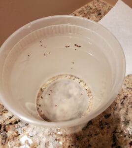 A white bucket with many fleas inside it