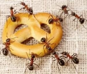 A bunch of ants on a pretzel
