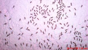 A large group of ants on a white board