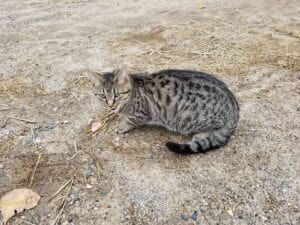 A gray striped cat eating on the ground
