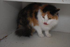 A long haired calico cat in a pen
