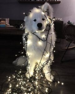 A fluffy white dog with Christmas lights on him