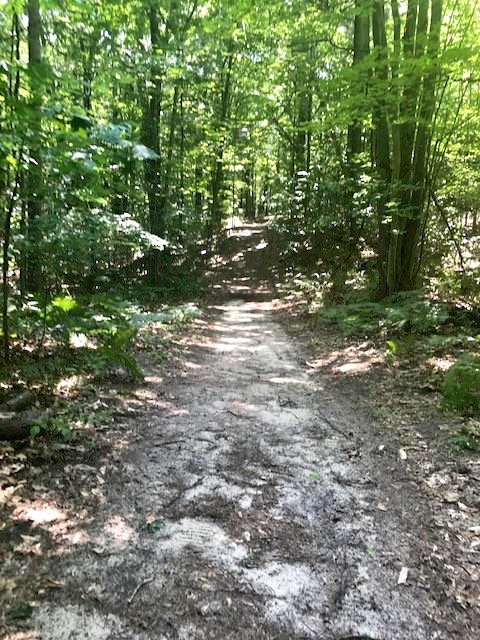 A dirt trail through a wooded lot of property