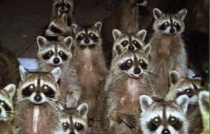 A group of raccoons looking at the camera