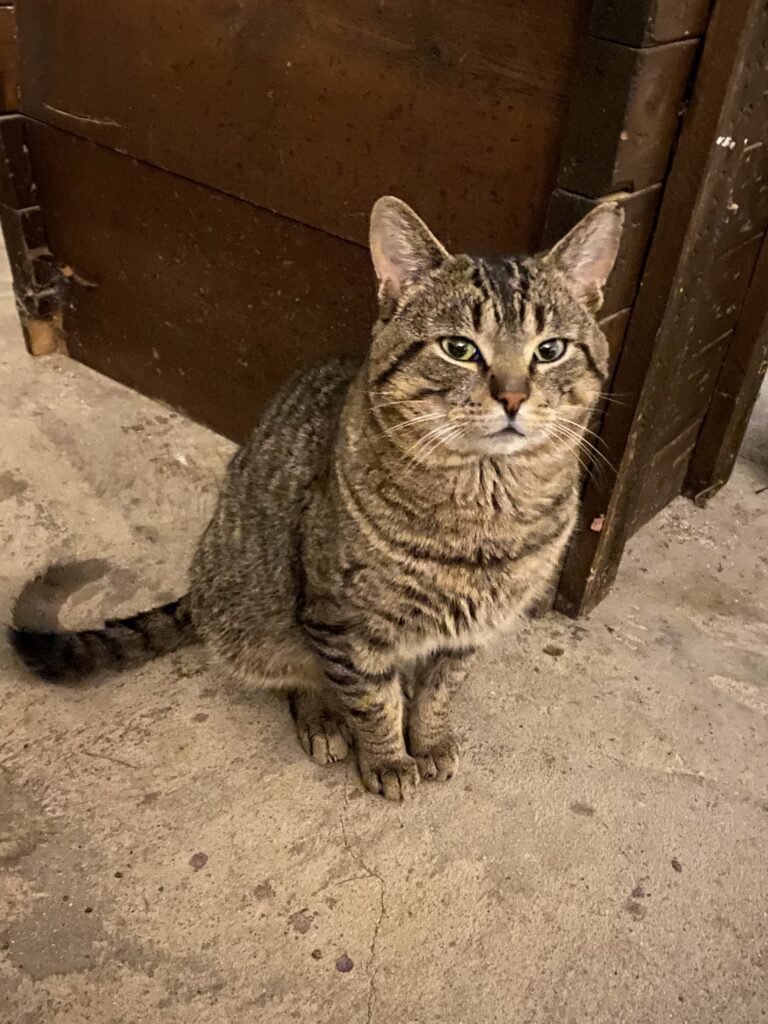 A large tiger cat sitting on the floor